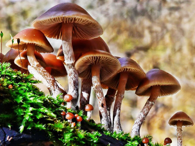 Điện Biên: Một người chết, một người nguy kịch do ăn nấm độc ảnh 1