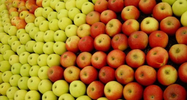 Lệnh cấm vận thực phẩm của Nga khiến nông dân Bỉ lao đao ảnh 1