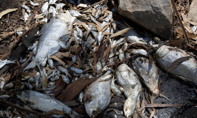 Nắng nóng đỉnh điểm gần 50 độ C khiến cá chết hàng loạt ở Australia ảnh 1