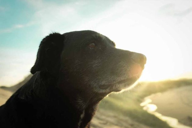Chó tìm lại chủ nhờ đi theo hành trình đến World Cup ảnh 1