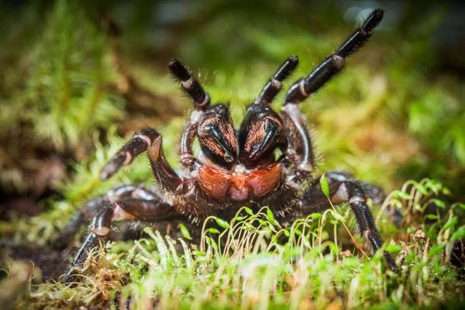 Cảnh sát Australia dở khóc dở cười với vụ án con nhện ảnh 1