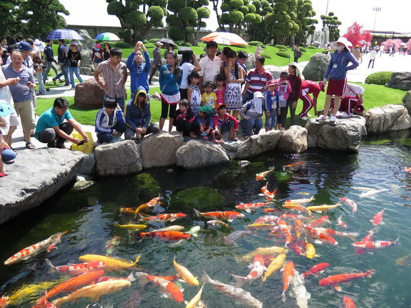 TP.HCM: Chiêm ngưỡng vẻ đẹp của 200 con cá Koi Nhật Bản ảnh 2