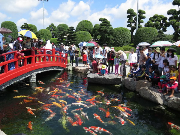 TP.HCM: Chiêm ngưỡng vẻ đẹp của 200 con cá Koi Nhật Bản ảnh 1