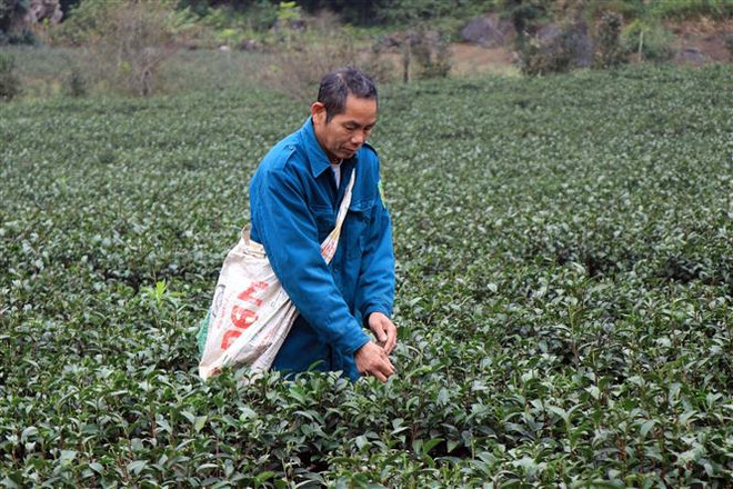 Người dân tái định cư ở bản Mường Chiên 1, xã Phổng Lái, huyện Thuận Châu (Sơn La) thu hoạch chè. (Ảnh: Hữu Quyết/TTXVN) Cuộc sống mới của người dân trên vùng tái định cư Thủy điện Sơn La ảnh 3