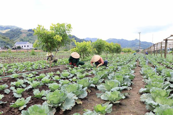 Người dân bản tái định cư Quỳnh Phiêng, xã Lóng Phiêng, huyện Yên Châu (Sơn La) chăm sóc cây bắp cải. (Ảnh: Hữu Quyết/TTXVN) Cuộc sống mới của người dân trên vùng tái định cư Thủy điện Sơn La ảnh 5