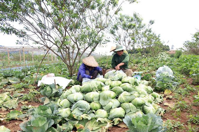 Người dân bản tái định cư Quỳnh Phiêng, xã Lóng Phiêng, huyện Yên Châu (Sơn La) thu hoạch bắp cải. (Ảnh: Hữu Quyết/TTXVN) Cuộc sống mới của người dân trên vùng tái định cư Thủy điện Sơn La ảnh 2