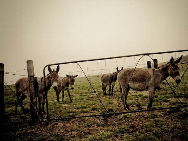 Doanh nhân Trung Quốc nhập khẩu 1 triệu con lừa Brazil mỗi năm ảnh 1