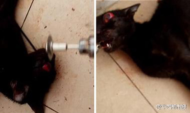 Dân mạng dậy sóng với vụ 2 sinh viên hành hạ dã man một con mèo ảnh 1