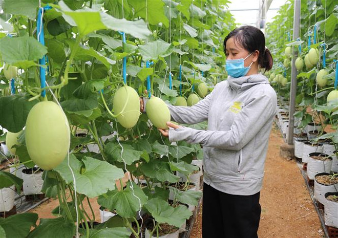 Mô hình sản xuất dưa lưới theo hướng nông nghiệp công nghệ cao tại xã Phước Tiến, huyện Bác Ái (Ninh Thuận). (Ảnh: Nguyễn Thành/TTXVN) Nhiều cơ hội phát triển nông nghiệp công nghệ cao Việt Nam-Australia ảnh 1