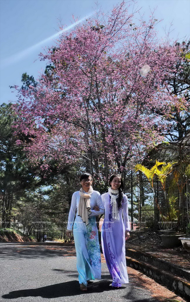 Mai anh đào - loài hoa làm nên thương hiệu du lịch cho Đà Lạt ảnh 9