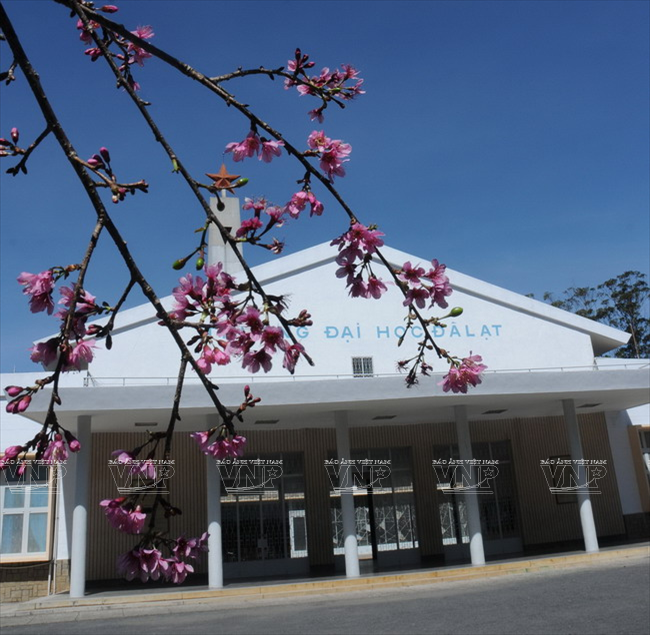 Mai anh đào - loài hoa làm nên thương hiệu du lịch cho Đà Lạt ảnh 5