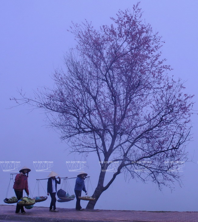 Mai anh đào - loài hoa làm nên thương hiệu du lịch cho Đà Lạt ảnh 10