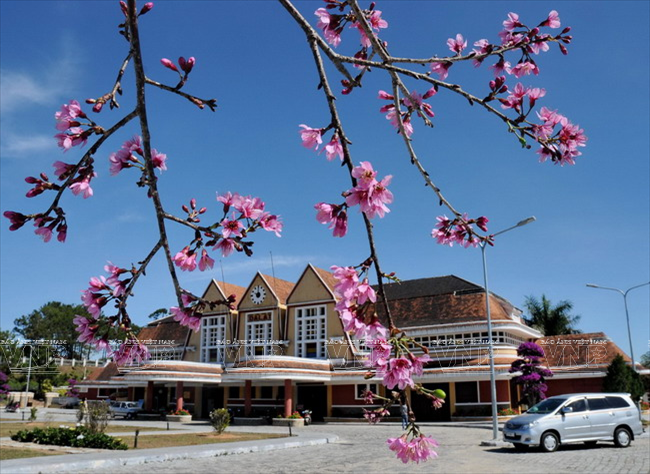 Mai anh đào - loài hoa làm nên thương hiệu du lịch cho Đà Lạt ảnh 3