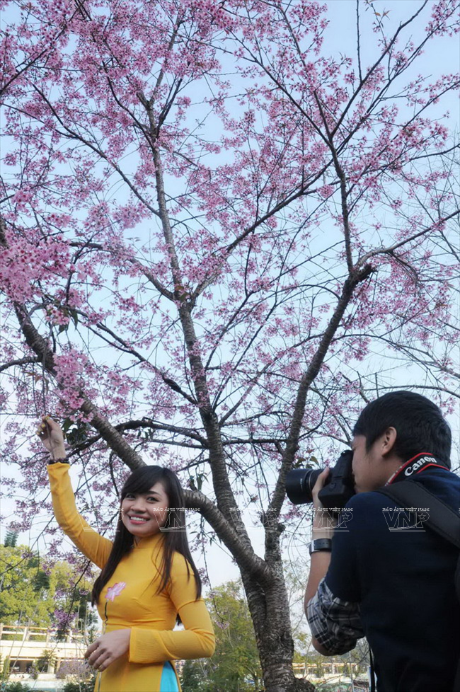 Mai anh đào - loài hoa làm nên thương hiệu du lịch cho Đà Lạt ảnh 2