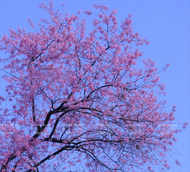 Mai anh đào - loài hoa làm nên thương hiệu du lịch cho Đà Lạt ảnh 8