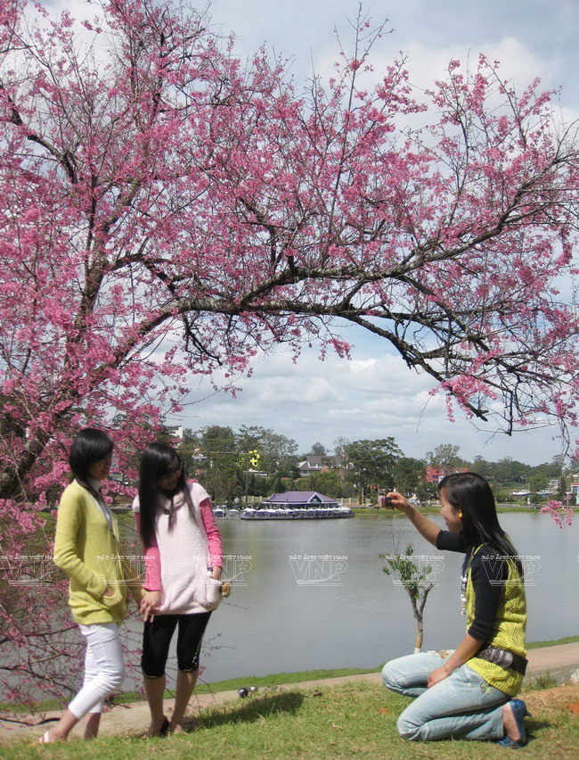 Mai anh đào - loài hoa làm nên thương hiệu du lịch cho Đà Lạt ảnh 6