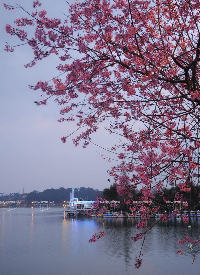 Mai anh đào - loài hoa làm nên thương hiệu du lịch cho Đà Lạt ảnh 4