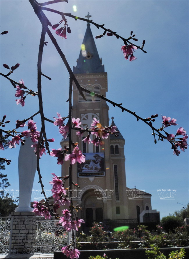 Mai anh đào - loài hoa làm nên thương hiệu du lịch cho Đà Lạt ảnh 1