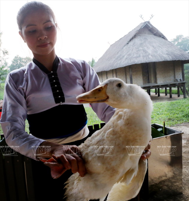 [Photo] Rừng tràm Trà Sư thu hút khách du lịch nhờ vẻ hoang sơ ảnh 4