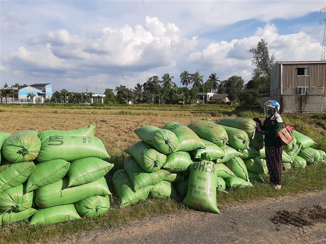Giá lúa tại Long An thấp nhất trong nhiều năm gần đây ảnh 1