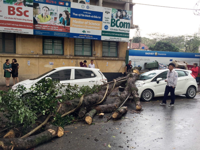 Hà Nội: Gió to làm cây đổ đè bẹp ôtô trên phố Phan Huy Chú ảnh 1