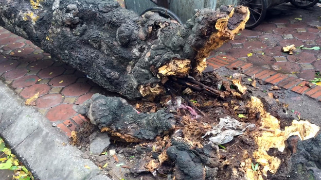 Hà Nội: Gió to làm cây đổ đè bẹp ôtô trên phố Phan Huy Chú ảnh 3