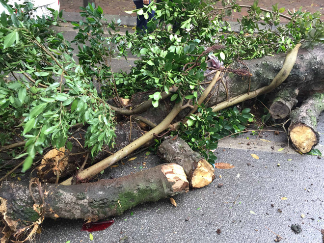 Hà Nội: Gió to làm cây đổ đè bẹp ôtô trên phố Phan Huy Chú ảnh 2