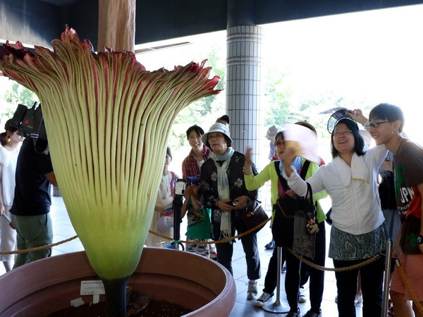 Du khách Nhật Bản háo hức "ngửi" bông hoa có mùi như thịt thối ảnh 2