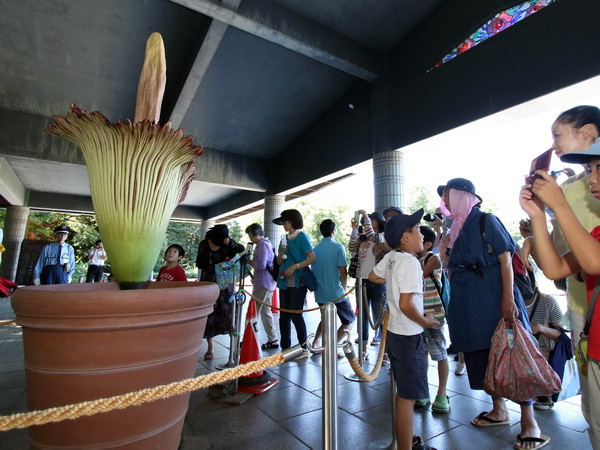 Du khách Nhật Bản háo hức "ngửi" bông hoa có mùi như thịt thối ảnh 1