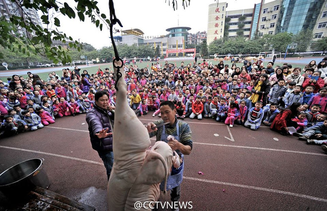 [Photo] Trường tiểu học "trình diễn" mổ lợn để giáo dục học sinh ảnh 1