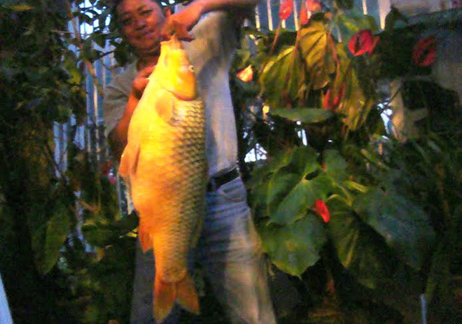 Câu được con cá chép vàng khổng lồ nặng hơn 10kg ở Lâm Đồng ảnh 1