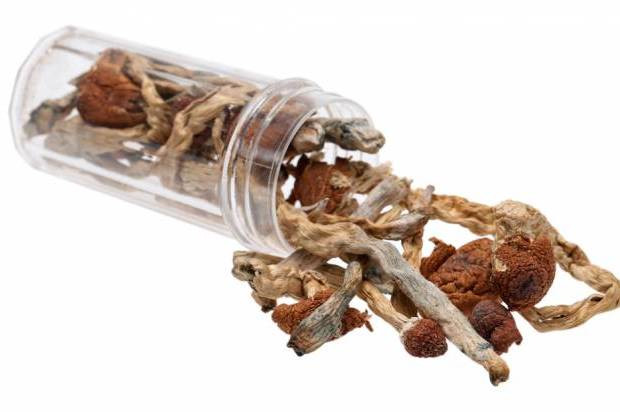 Thuốc gây ảo giác chiết xuất từ nấm giúp cai nghiện thuốc lá ảnh 1