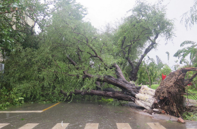 Khánh Hòa nỗ lực cao nhất giúp dân “gượng dậy” sau bão số 12 ảnh 1