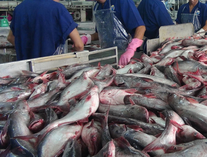 Các nghị sỹ Mỹ trình Nghị quyết bỏ áp quy định mới về cá da trơn ảnh 1