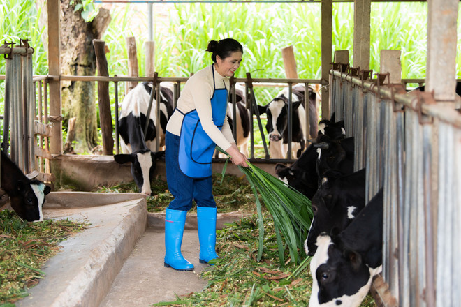 Chị Thiên Nga - một trong những phụ nữ chăn nuôi bò sữa tiêu biểu tại Lâm Đồng, chị vừa hoàn thành tốt công việc tại nông trại vừa chăm lo việc nhà chu đáo. FrieslandCampina tôn vinh đóng góp của phụ nữ nông dân ngành sữa ảnh 7