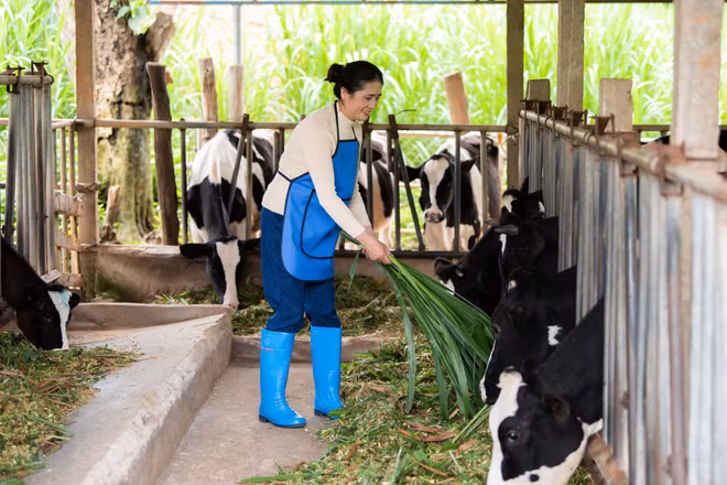 FrieslandCampina tôn vinh đóng góp của phụ nữ nông dân ngành sữa ảnh 7