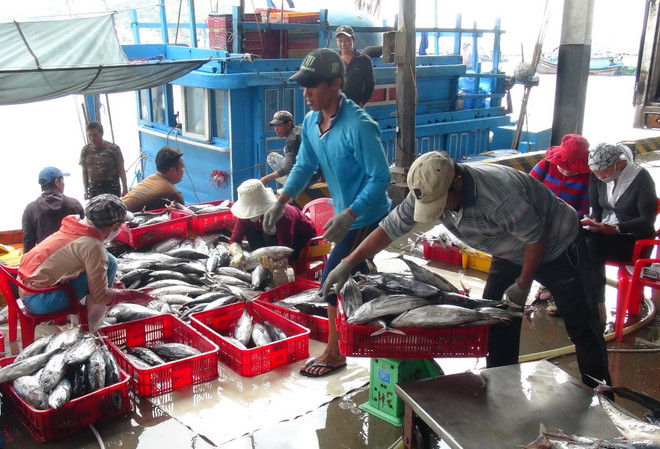 Trúng đậm cá ngừ, ngư dân Khánh Hòa phấn khởi "ăn Tết muộn" ảnh 1
