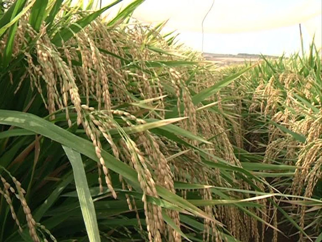 Israel chia sẻ "kinh nghiệm xương máu" đối phó với hạn hán ảnh 2