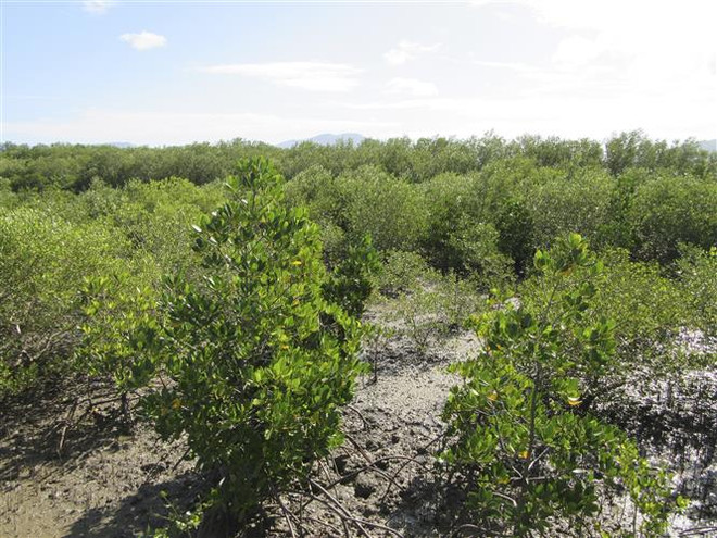 Kiều bào ở Đức tham gia thúc đẩy tăng trưởng xanh tại Việt Nam ảnh 1