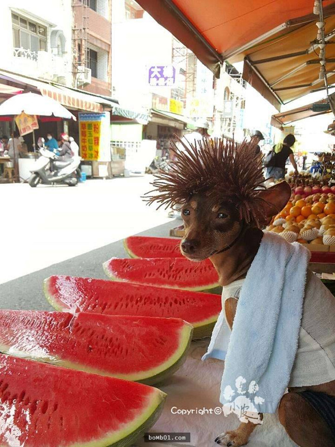 [Photo] Chú chó bán hàng có phong cách thời trang "táo bạo" nhất chợ ảnh 4