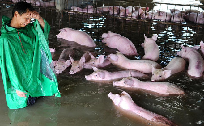[Photo] Nông dân khóc nức nở khi thấy đàn lợn chìm trong biển nước ảnh 4