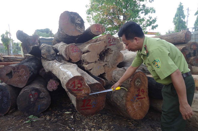 Số gỗ bị bắt giữ chủ yếu là giáng hương, căm xe, dầu gió (từ nhóm 2 đến nhóm 5), có chiều dài trên 2m. (Ảnh: Ngọc Minh/TTXVN) Bắt giữ gỗ khai thác trái phép tại khu vực Vườn Quốc gia Yok Đôn ảnh 1