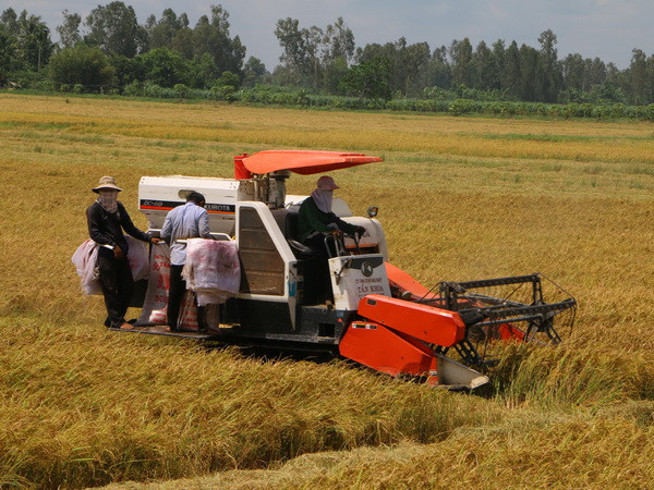 Cần Thơ: Giá lúa cuối vụ tăng cao do hạn chế nguồn cung ảnh 1