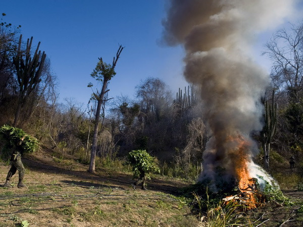 Bolivia tăng cường biện pháp thúc đẩy phòng chống ma túy ảnh 1