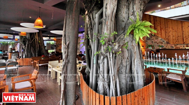 Độc đáo quán càphê nằm trên cây si cổ thụ giữa thành phố ảnh 1