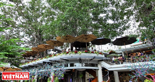 Độc đáo quán càphê nằm trên cây si cổ thụ giữa thành phố ảnh 5