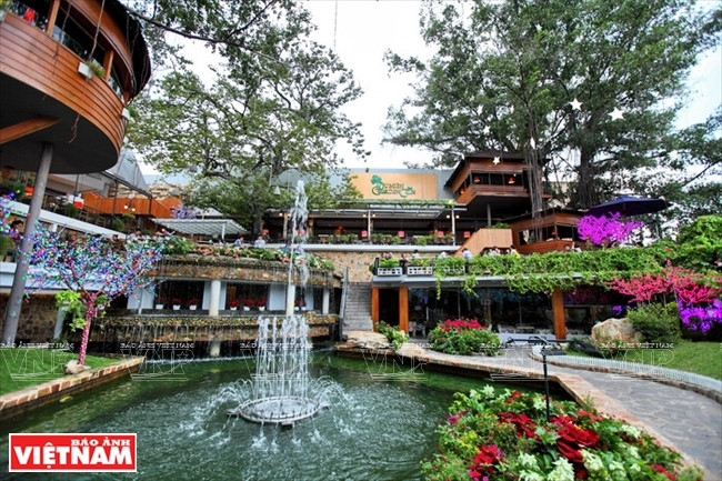 Độc đáo quán càphê nằm trên cây si cổ thụ giữa thành phố ảnh 7