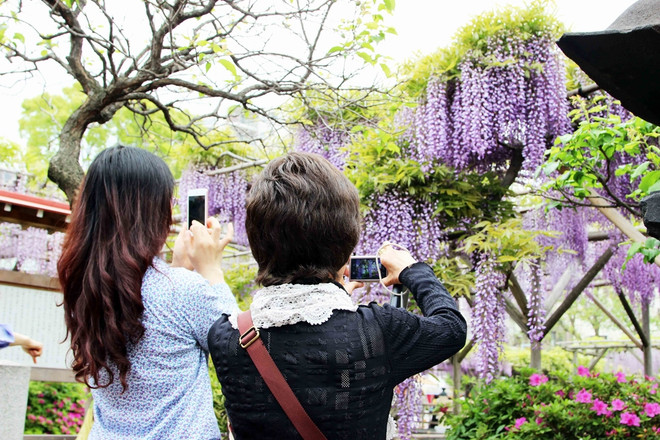 [Photo] Chiêm ngưỡng vẻ đẹp mê hoặc của hoa Tử đằng ảnh 8