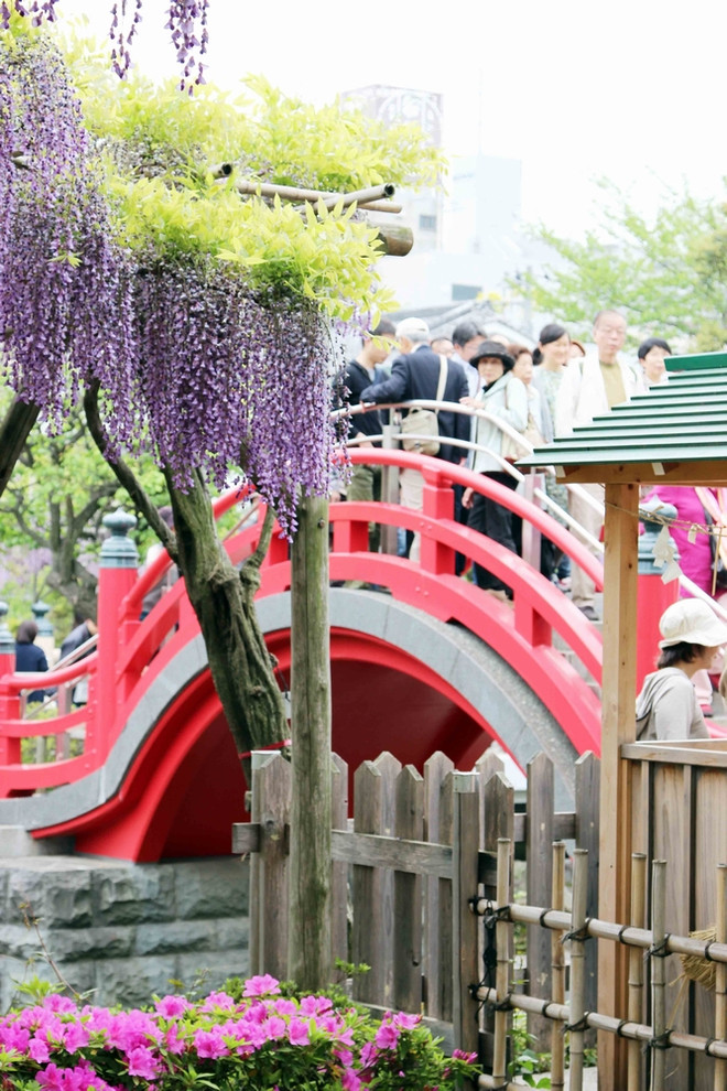 [Photo] Chiêm ngưỡng vẻ đẹp mê hoặc của hoa Tử đằng ảnh 2