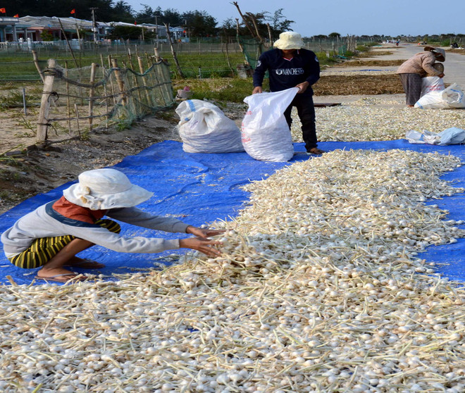 Ứng dụng thành công quy trình lên men tỏi thành thuốc quý ảnh 1